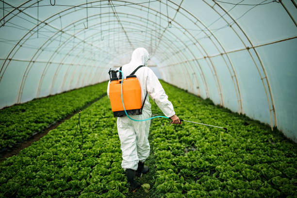 Best Pest Removal Services  in Bevil Oaks, TX