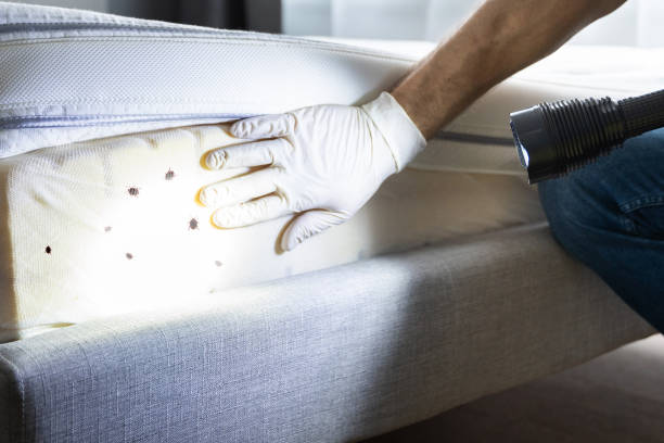 Best Residential Pest Control  in Bevil Oaks, TX