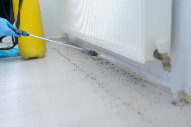 Best Emergency Pest Control  in Bevil Oaks, TX